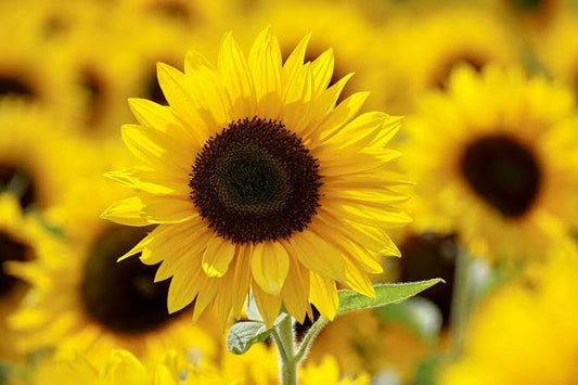 Recharge Your Energy with Sunflowers