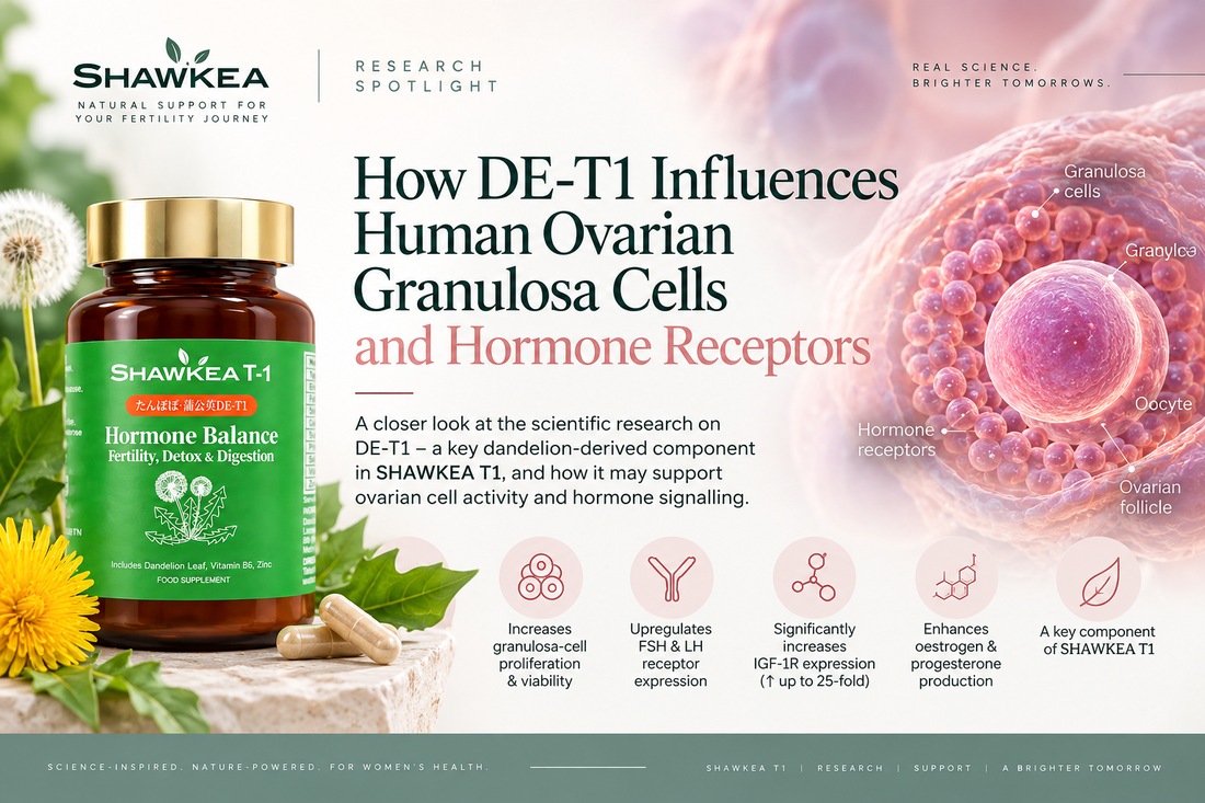 How DE-T1 Influences Human Ovarian Granulosa Cells and Hormone Receptors / SHAWKEA T1 中的 DE-T1 如何影响人体卵巢颗粒细胞及激素受体