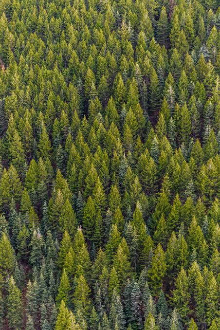 Pine Restora - Natural Support for Stress Relief and Brain Health