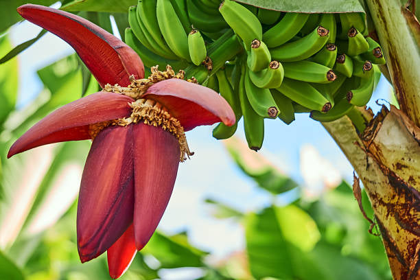 Banana Flowers