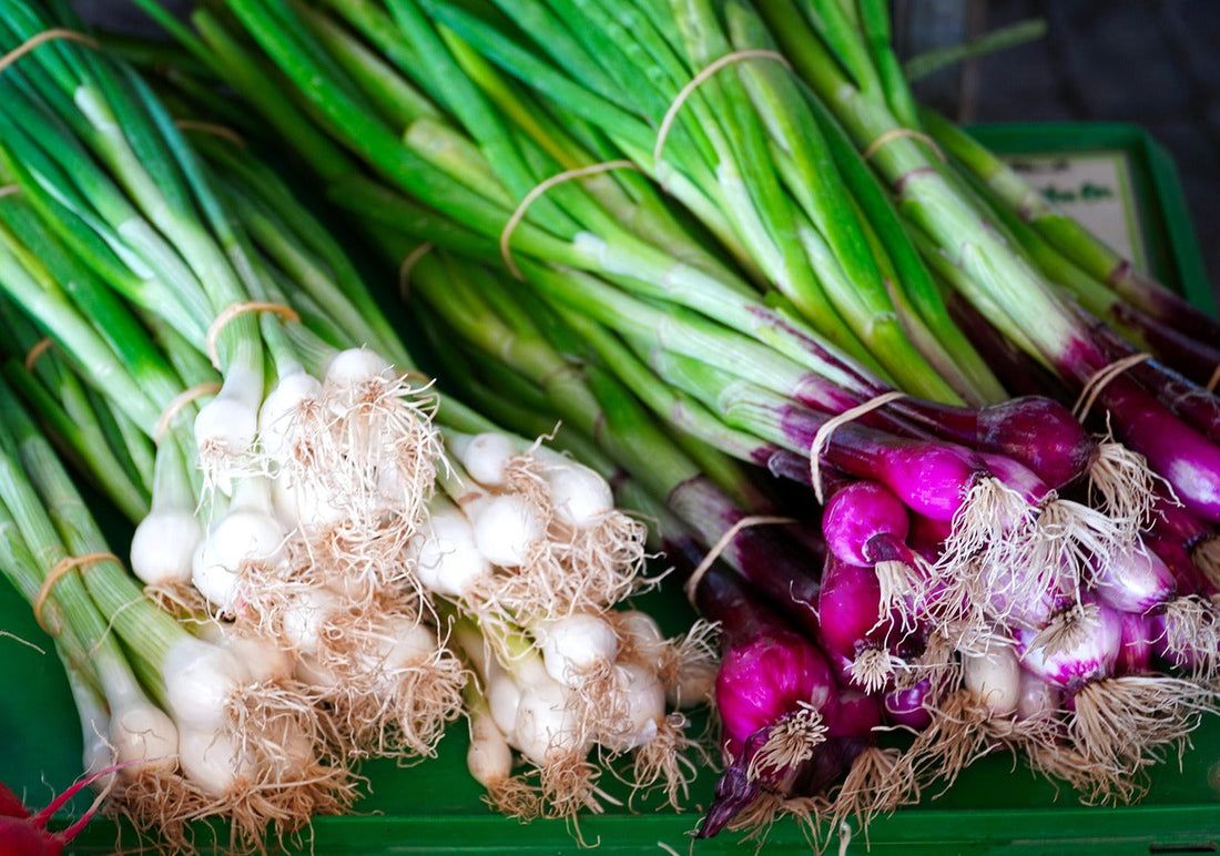 Winter Health and the Power of Spring Onions
